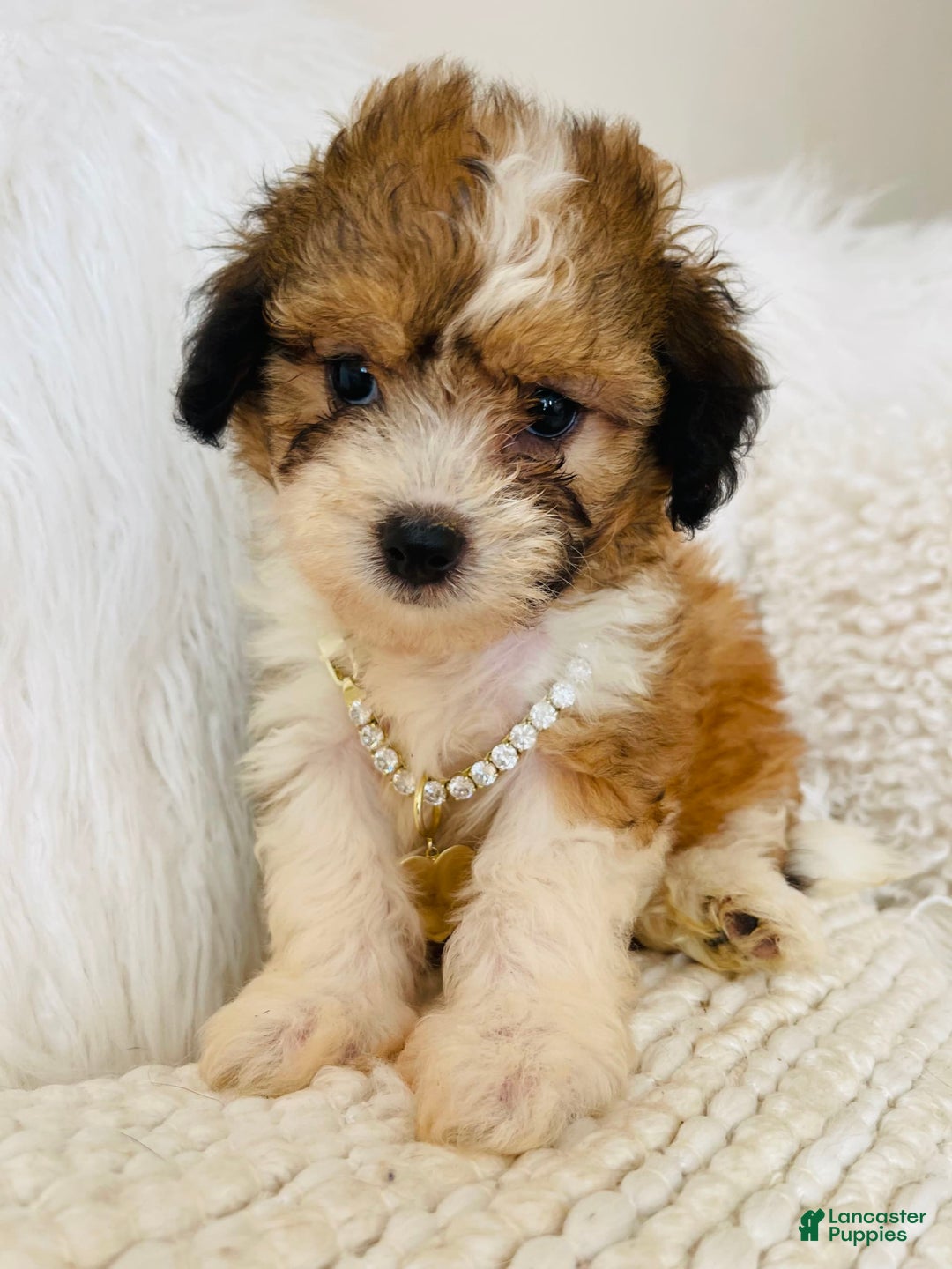 Mini Bernedoodle dogs for sale: Snickerdoodle - Image 3