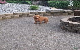 Bichpoo dogs for sale: Benson - Image 20