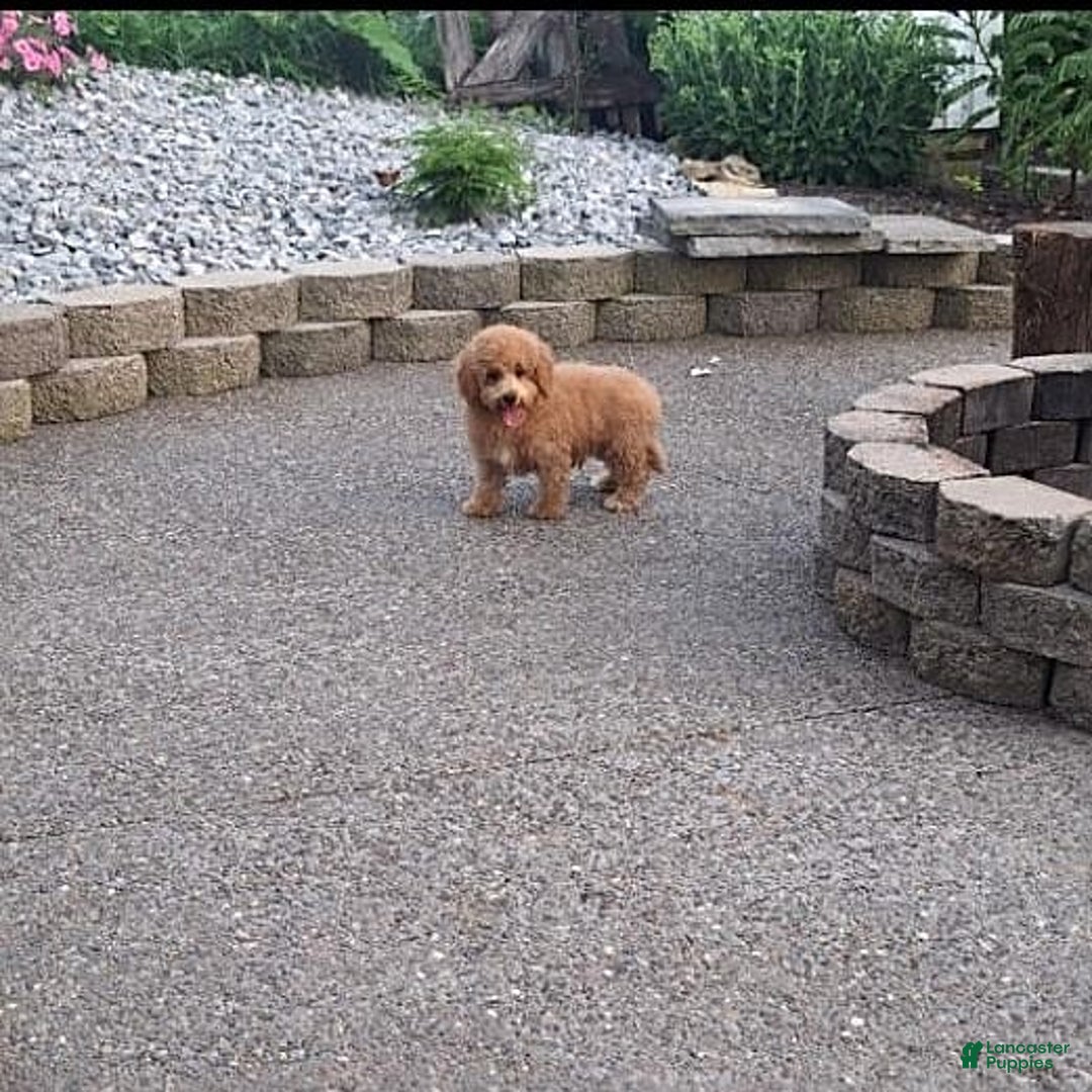 Bichpoo dogs for sale: Benson - Image 20