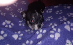 Chihuahua dogs for sale: Joey - Image 5