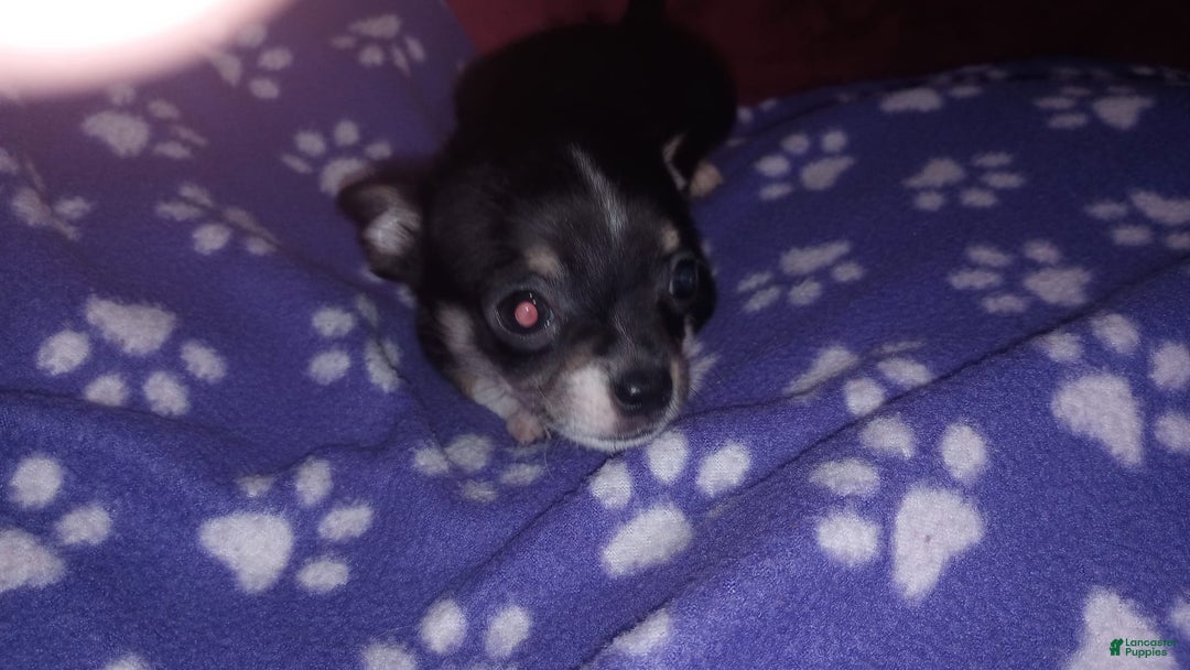 Chihuahua dogs for sale: Joey - Image 5