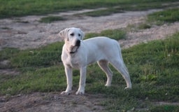 Labrador Retriever dogs for sale: Kiya - Image 1