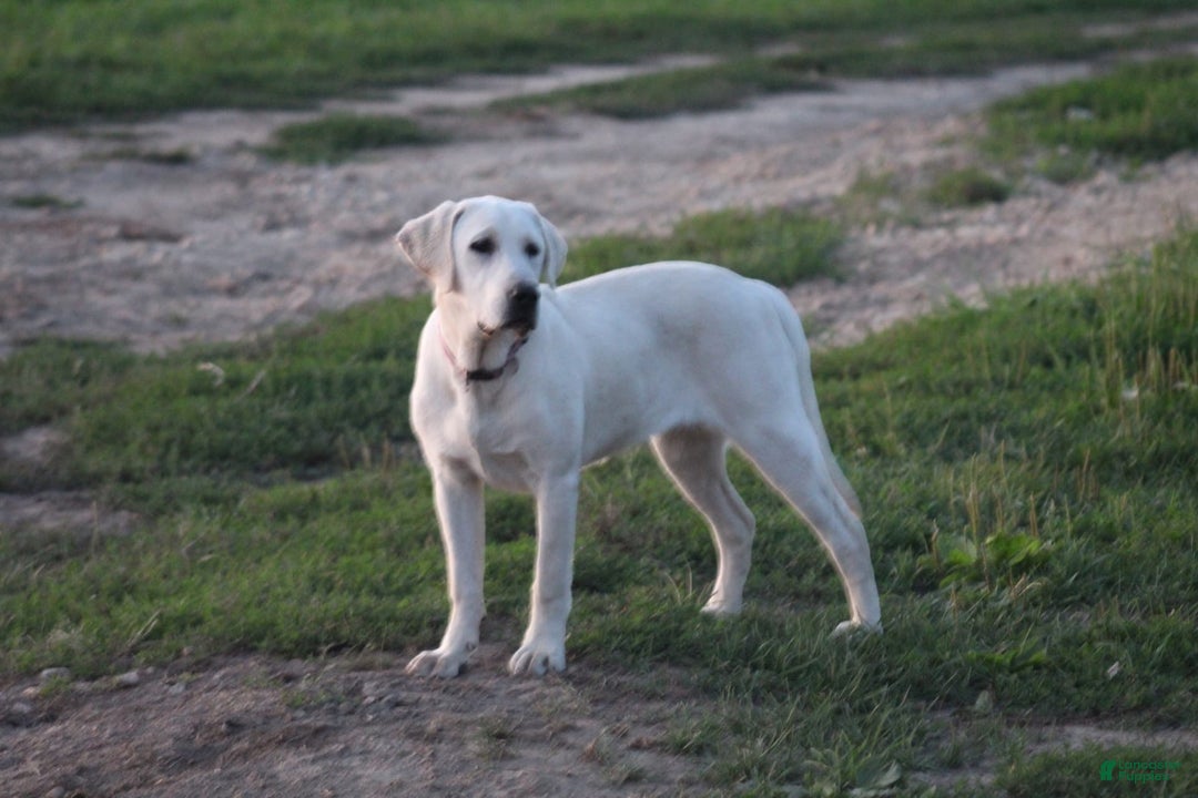 Labrador Retriever dogs for sale: Kiya - Image 1