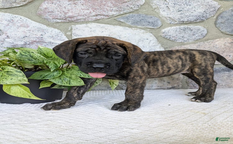 English Mastiff dogs for sale - Ad 5