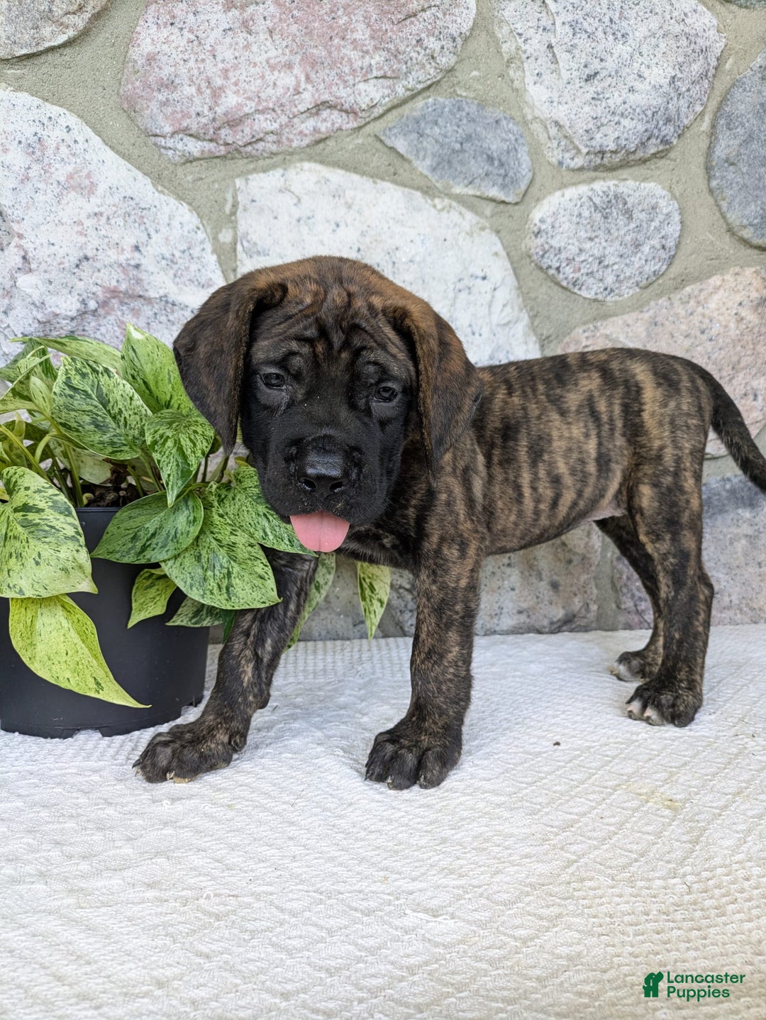 English Mastiff dogs for sale: Bella - Image 1