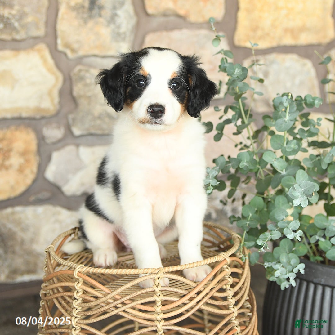 Mini Bernedoodle dogs for sale: Girlie - Image 3