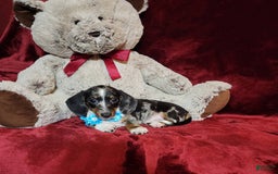 Miniature Dachshund dogs for sale: REMY - Image 1
