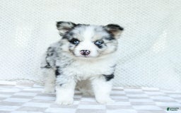 Pomsky dogs for sale: Bindy - Image 5