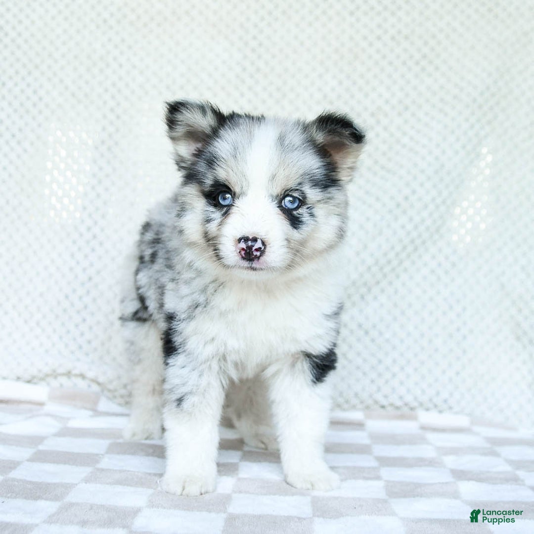 Pomsky dogs for sale: Bindy - Image 5