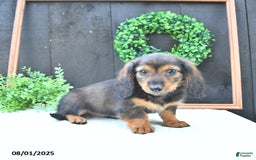 Dachshund dogs for sale: Tate - Image 5