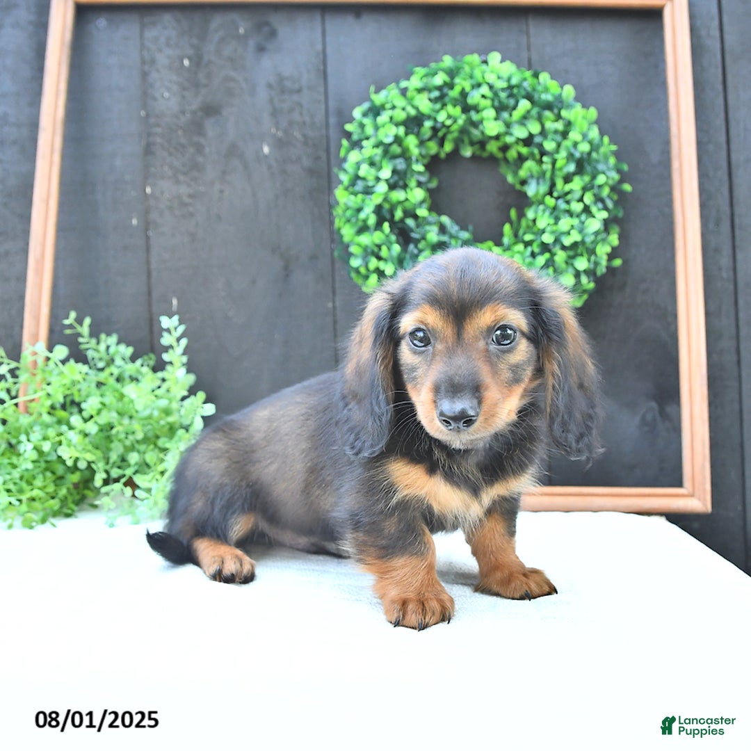 Dachshund dogs for sale: Tate - Image 5