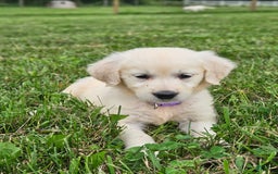 Golden Retriever dogs for sale: Jasmine - Image 1