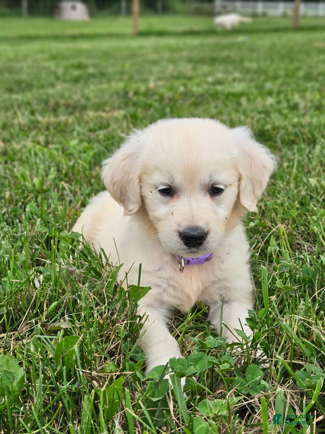 Golden Retriever dogs for sale: Jasmine - Image 1