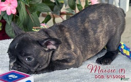 French Bulldog dogs for sale: French Bulldog 6 puppies - Image 13