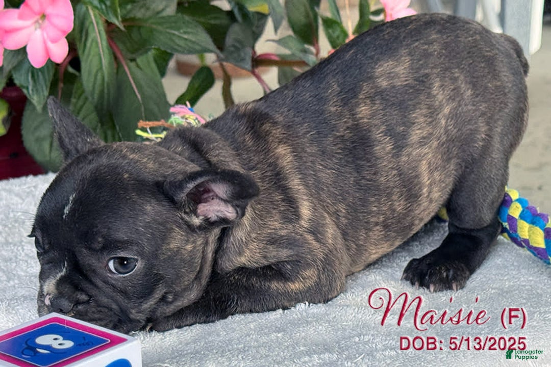 French Bulldog dogs for sale: French Bulldog 6 puppies - Image 13