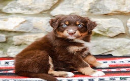 Australian Shepherd dogs for sale: Ocean - Image 4