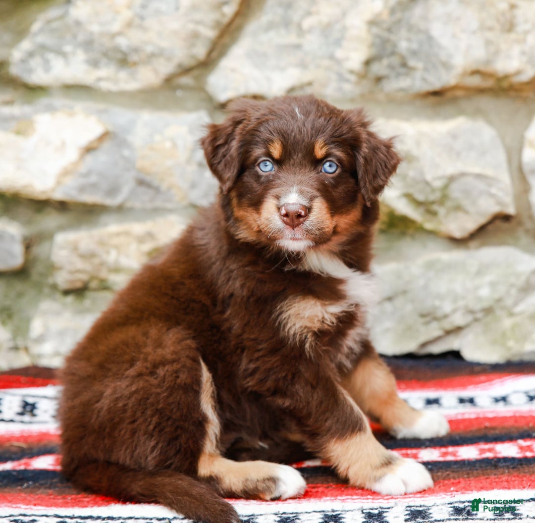 Australian Shepherd dogs for sale: Ocean - Image 4