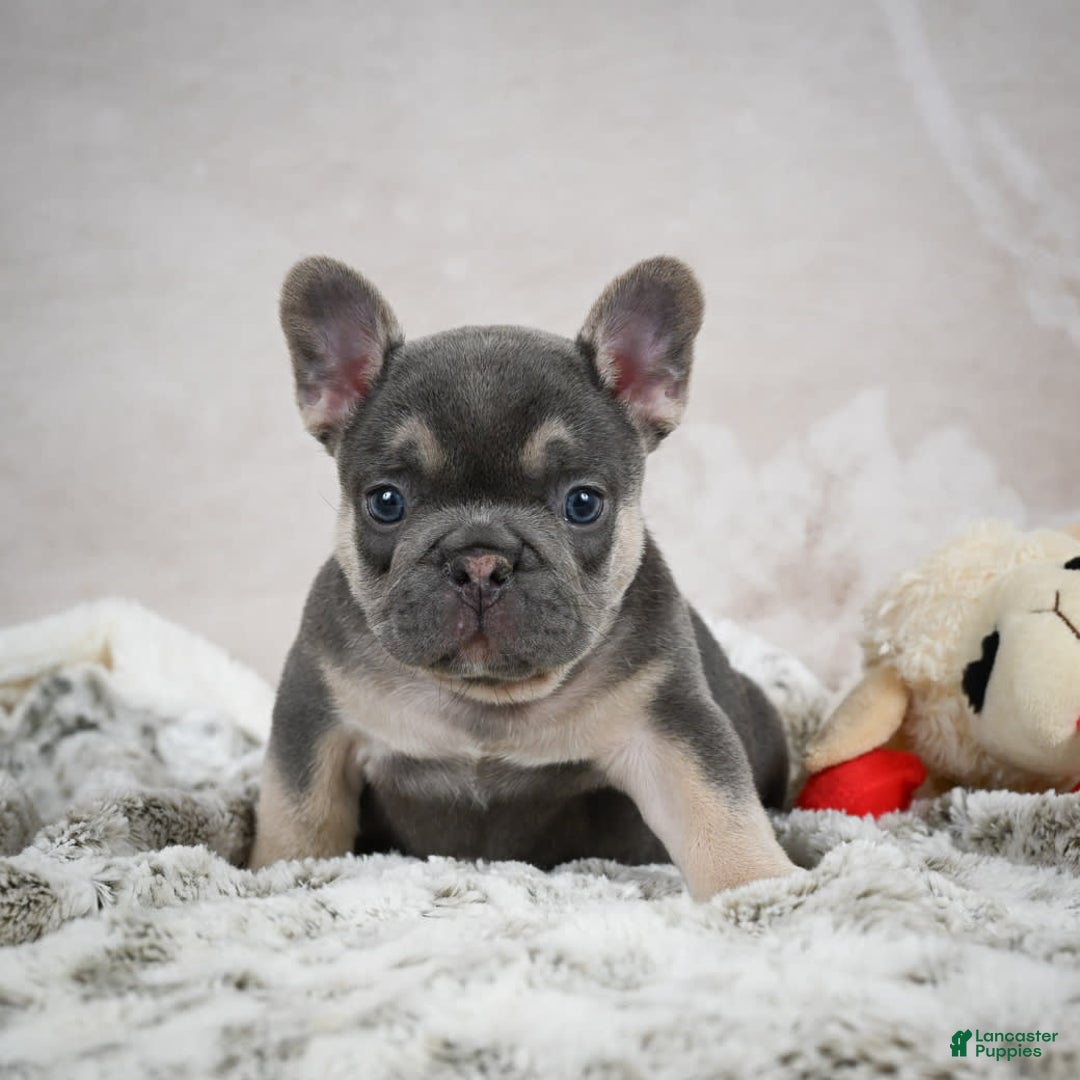French Bulldog dogs for sale: French Bulldog 6 puppies - Image 32