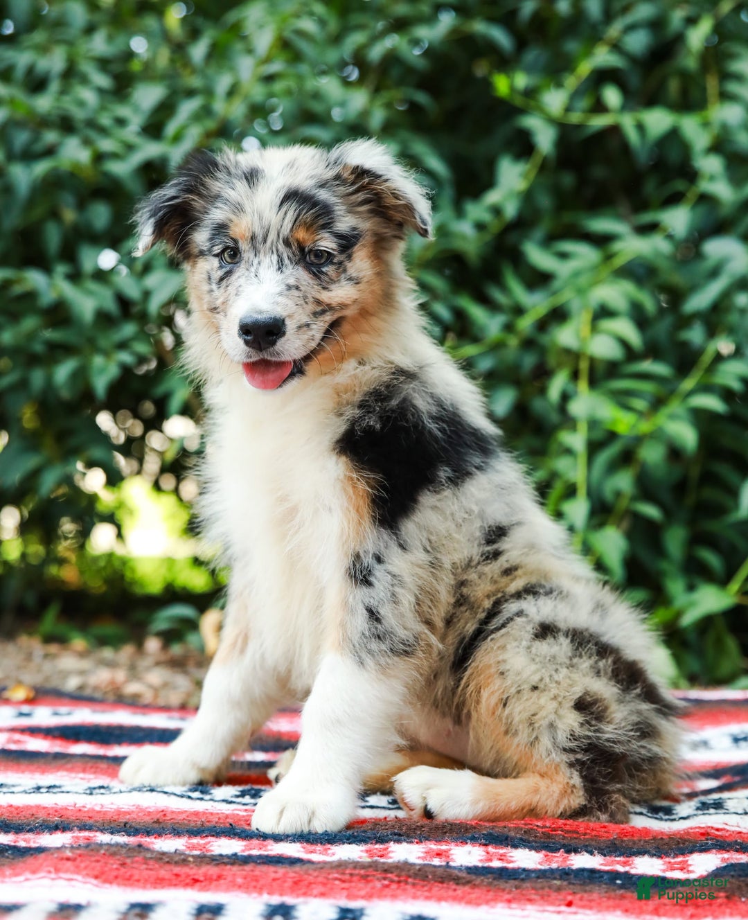 Australian Shepherd dogs for sale: Georgia - Image 13
