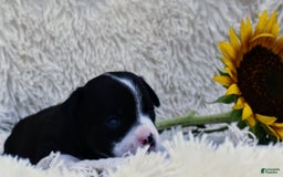 Chihuahua dogs for sale: Nord - Image 8
