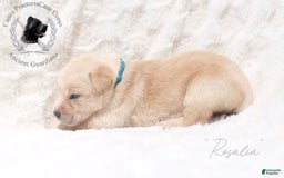 Cane Corso dogs for sale: "rosalia" - Image 2