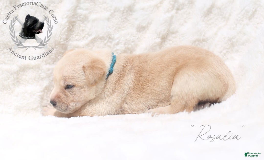 Cane Corso dogs for sale: "rosalia" - Image 2