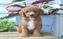 Mini Goldendoodle dogs for sale: Prince - Image 2