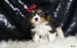 Cavalier King Charles Spaniel dogs for sale: Tiana - Image 2