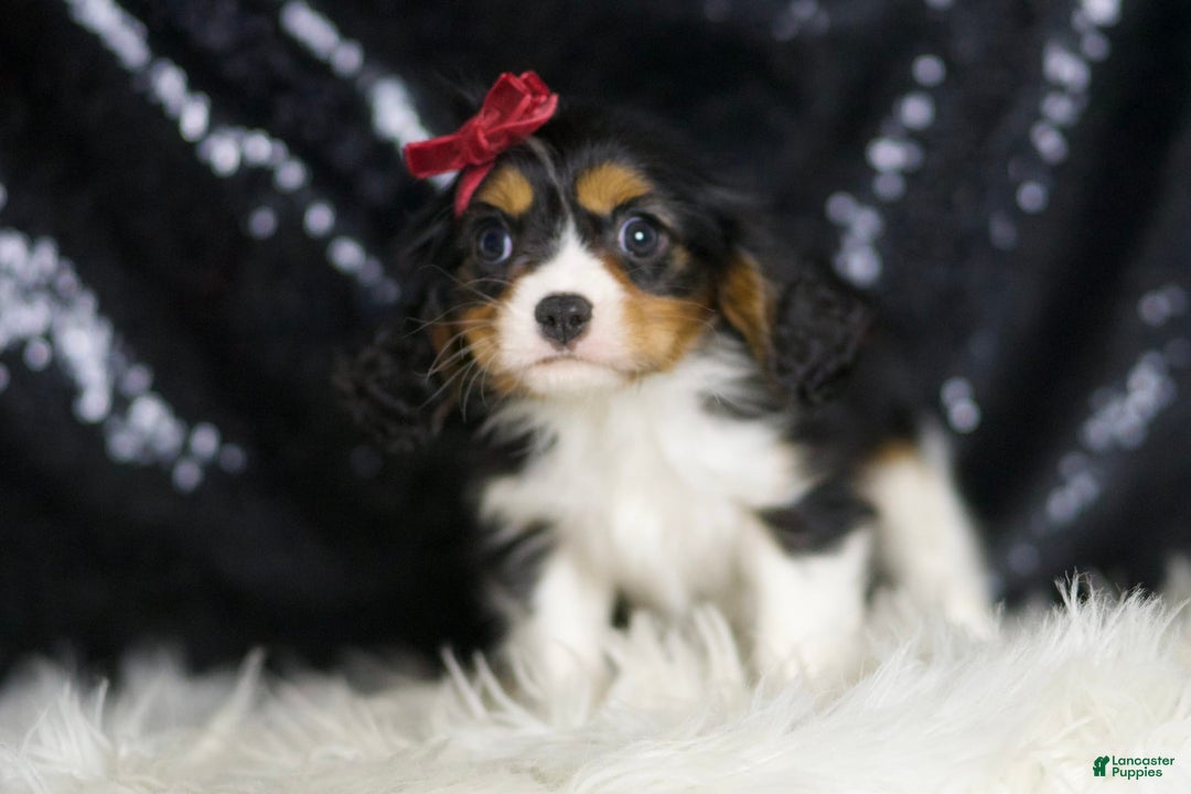 Cavalier King Charles Spaniel dogs for sale: Tiana - Image 2