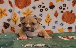 American Bully dogs for sale: National Champion Jack - Image 15