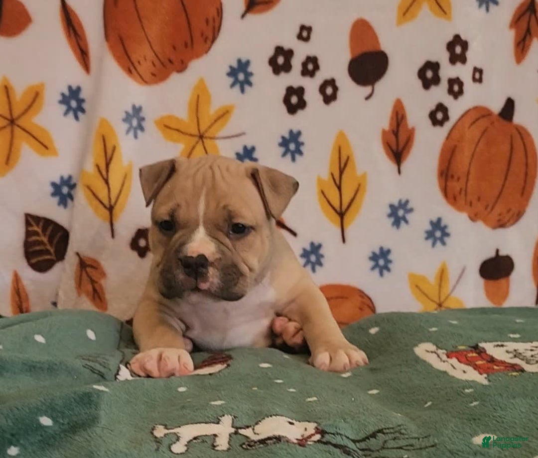 American Bully dogs for sale: National Champion Jack - Image 15