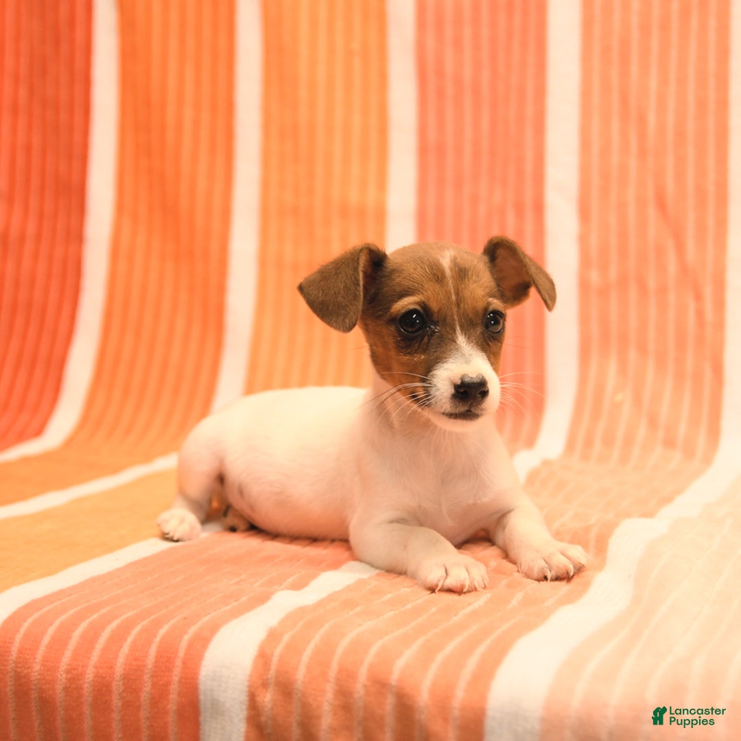 Jack Russell Terrier dogs for sale: Nancy - Image 2