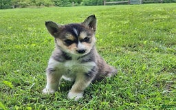 Gerberian Shepsky dogs for sale: Skye - Image 1
