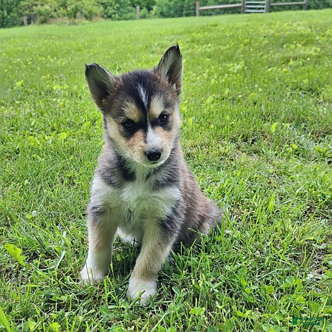 Gerberian Shepsky dogs for sale: Skye - Image 1