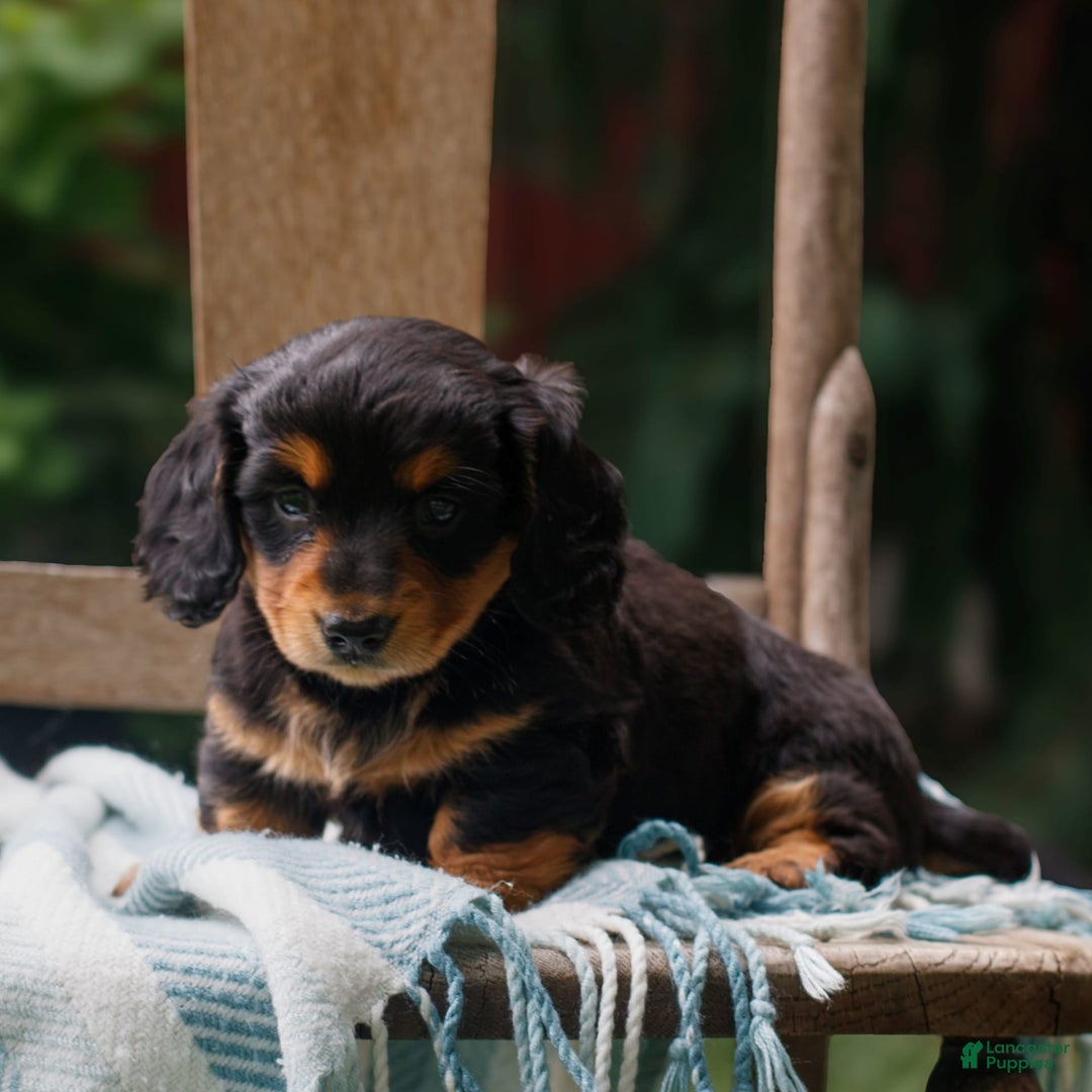 Miniature Dachshund dogs for sale: Dana - Image 2