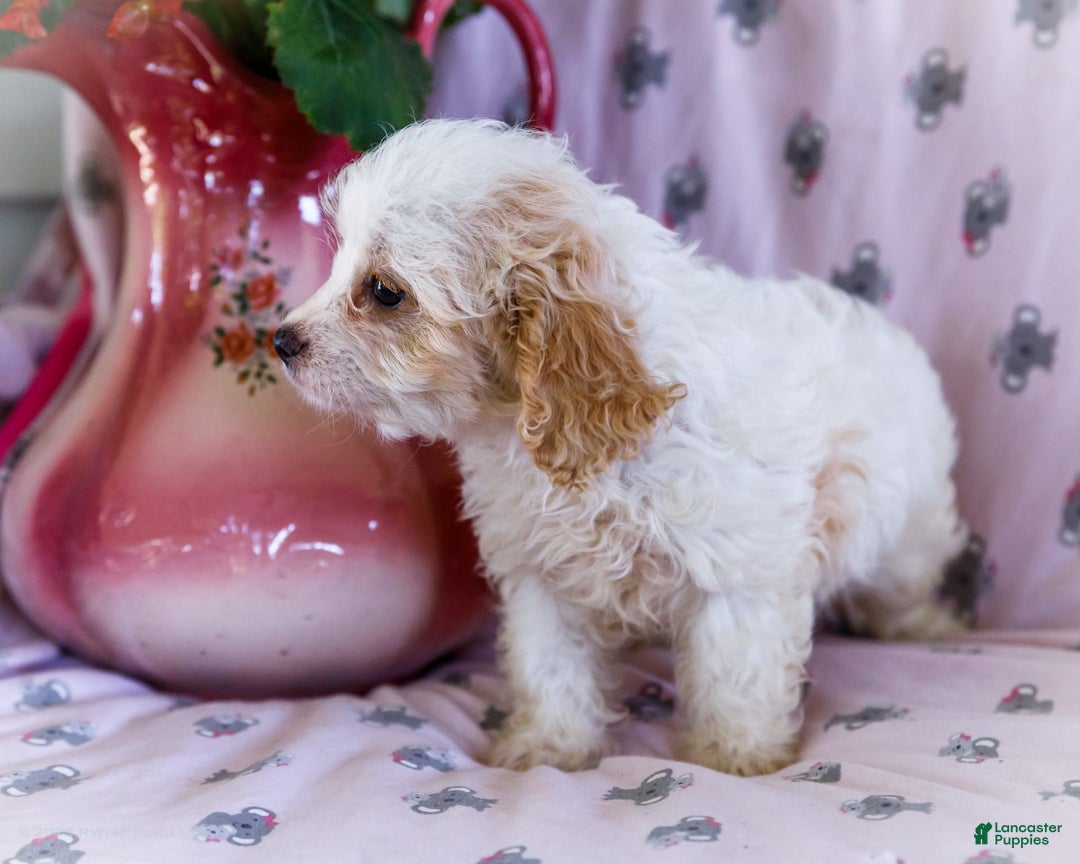 Cavalier King Charles Spaniel dogs for sale: Flurry - Image 1