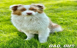 Australian Shepherd dogs for sale: Cash - Image 3