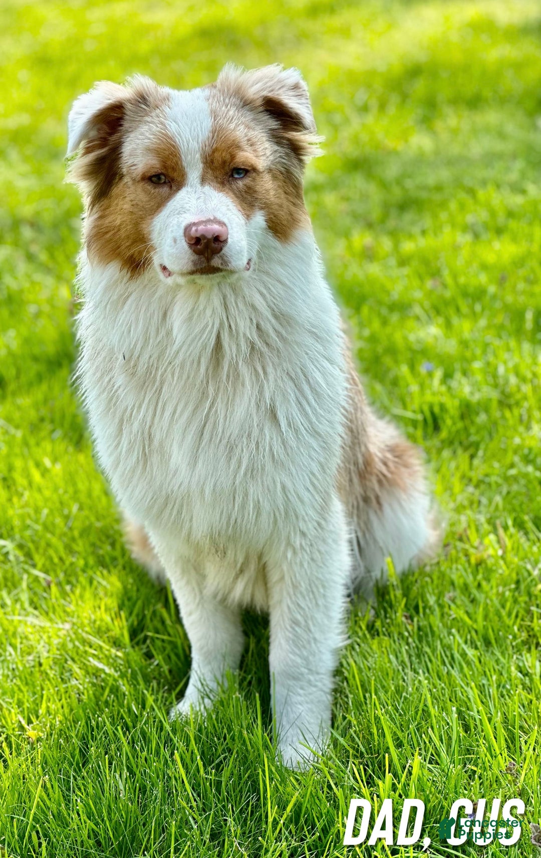 Australian Shepherd dogs for sale: Cash - Image 3