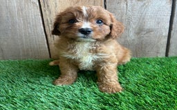 Cavapoo dogs for sale: Sadie - Image 5