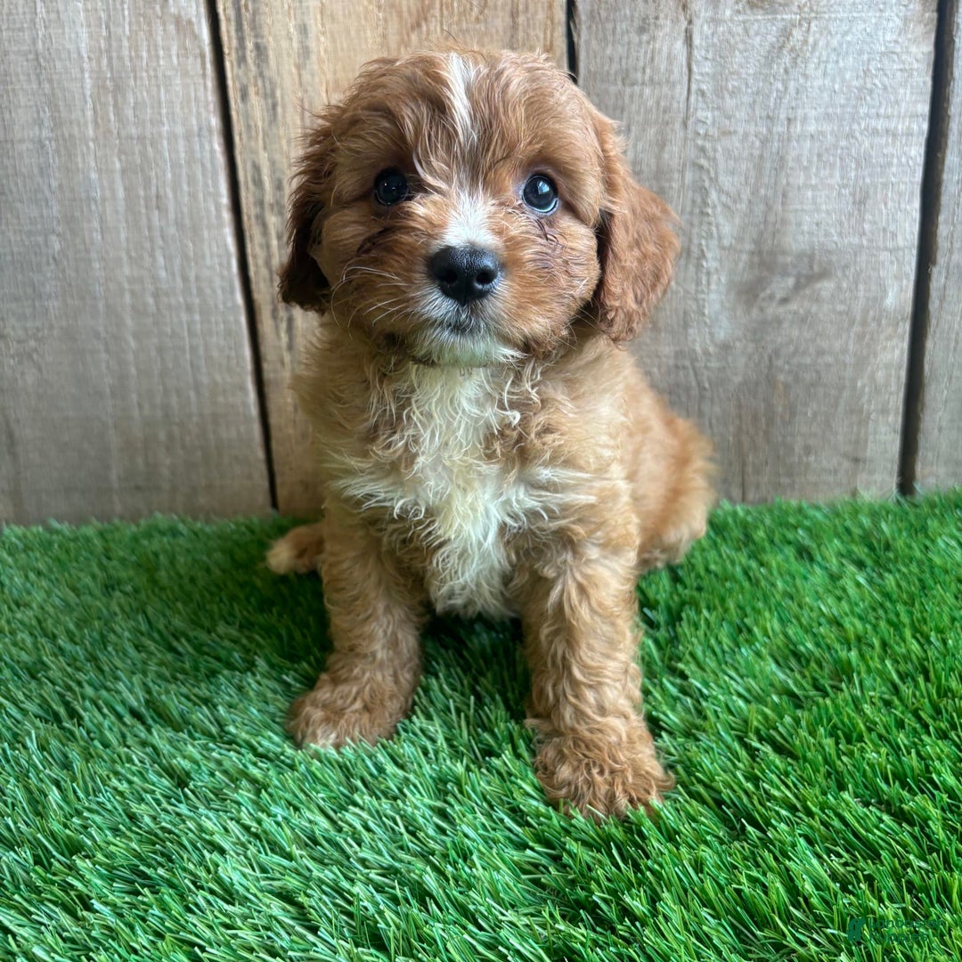 Cavapoo dogs for sale: Sadie - Image 5