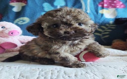 Maltipoo dogs for sale: Chocolate Peanut - Image 20