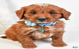 Cavapoo dogs for sale: Goffy - Image 4