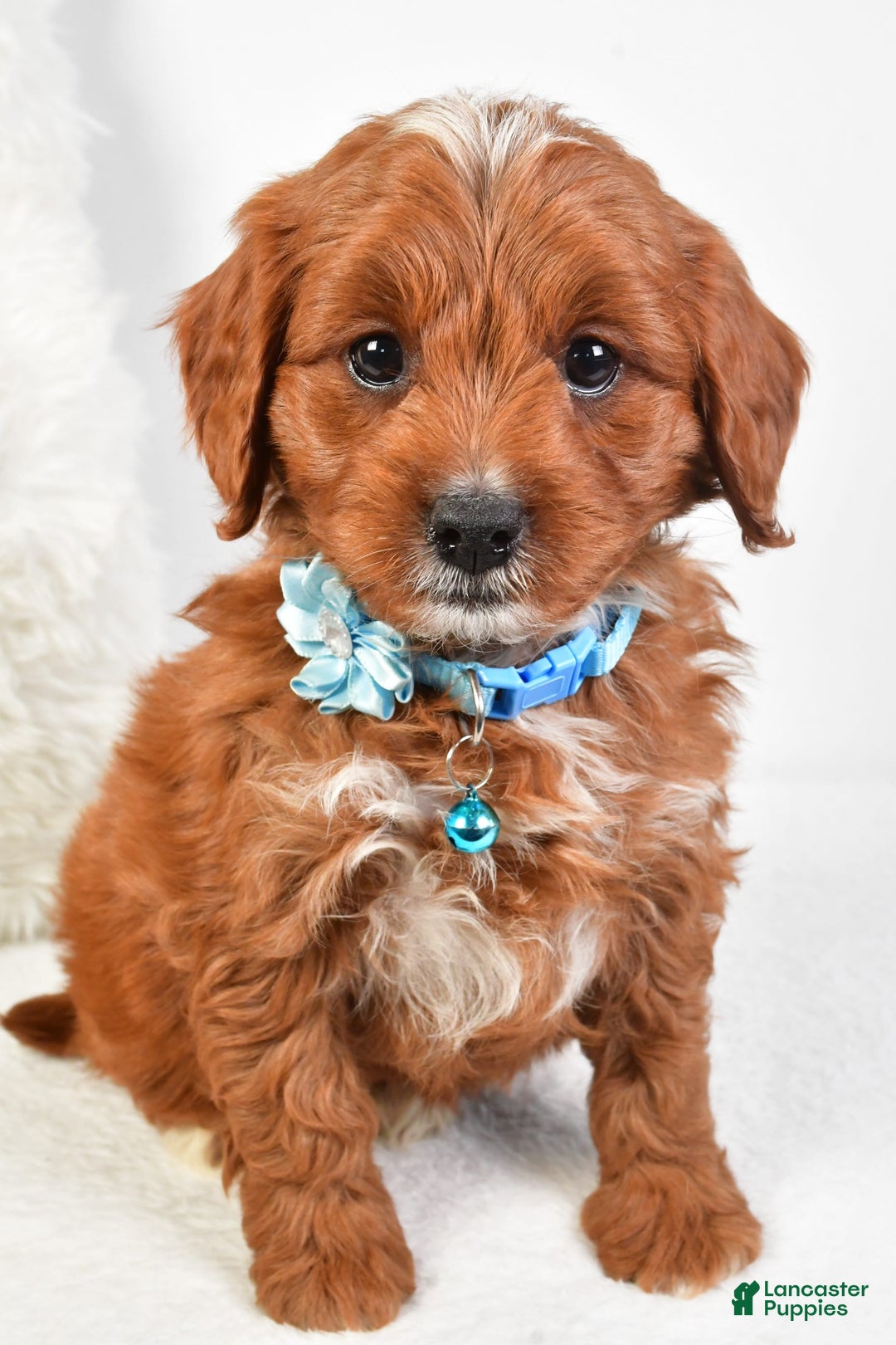 Cavapoo dogs for sale: Goffy - Image 4