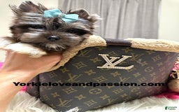 Yorkshire Terrier dogs for sale: Black Merle - Image 8
