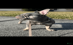 French Bulldog dogs for sale: Lilac And Tan - Image 2