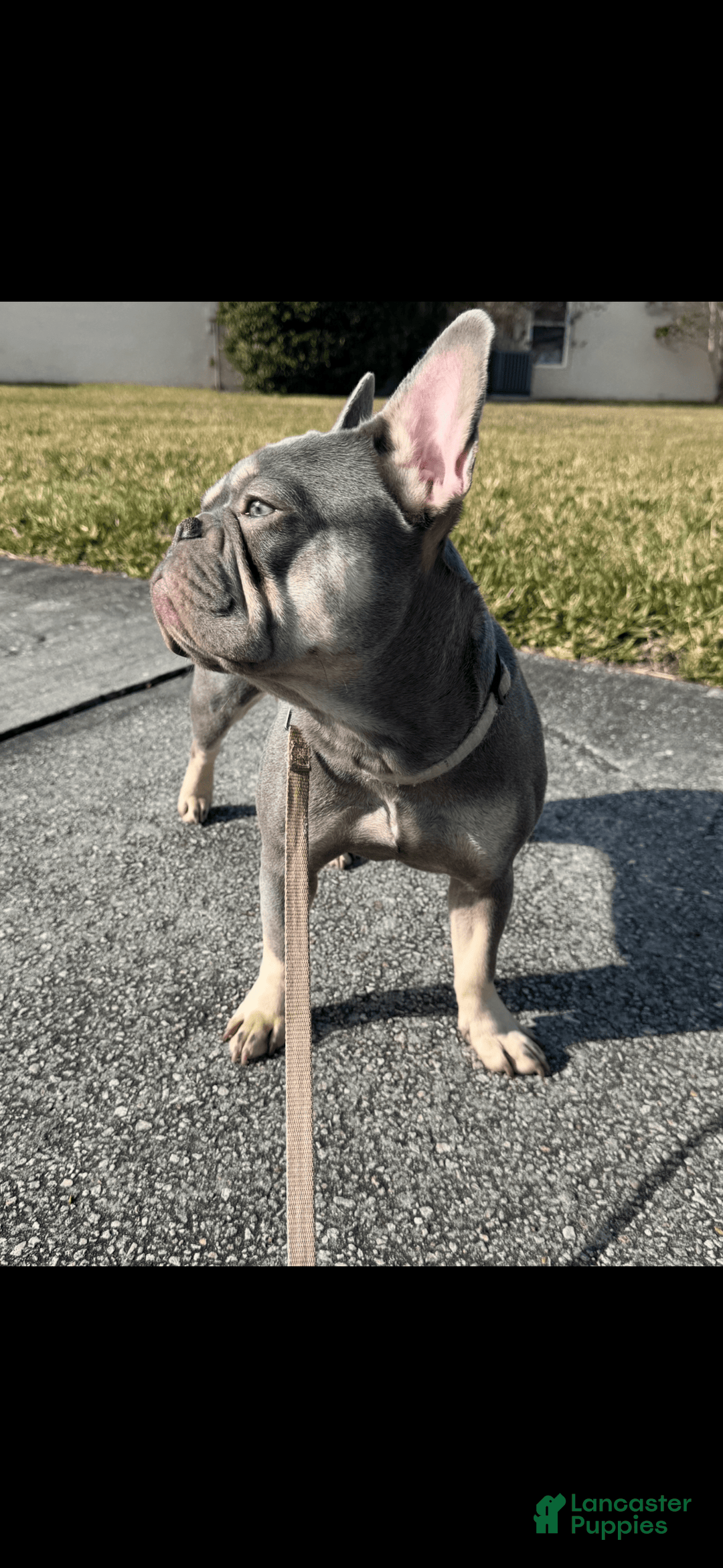 French Bulldog dogs for sale: Lilac And Tan - Image 2