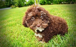 Havapoo dogs for sale: Tucker - Image 19