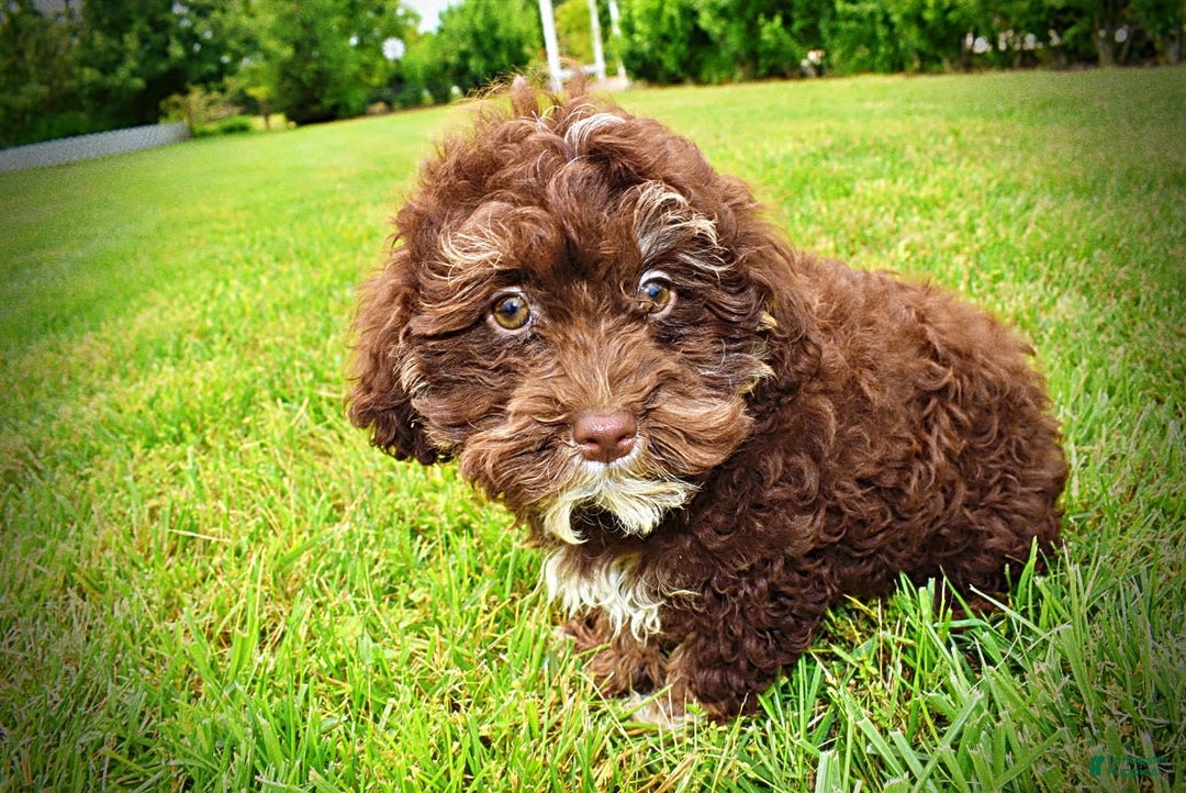 Havapoo dogs for sale: Tucker - Image 19