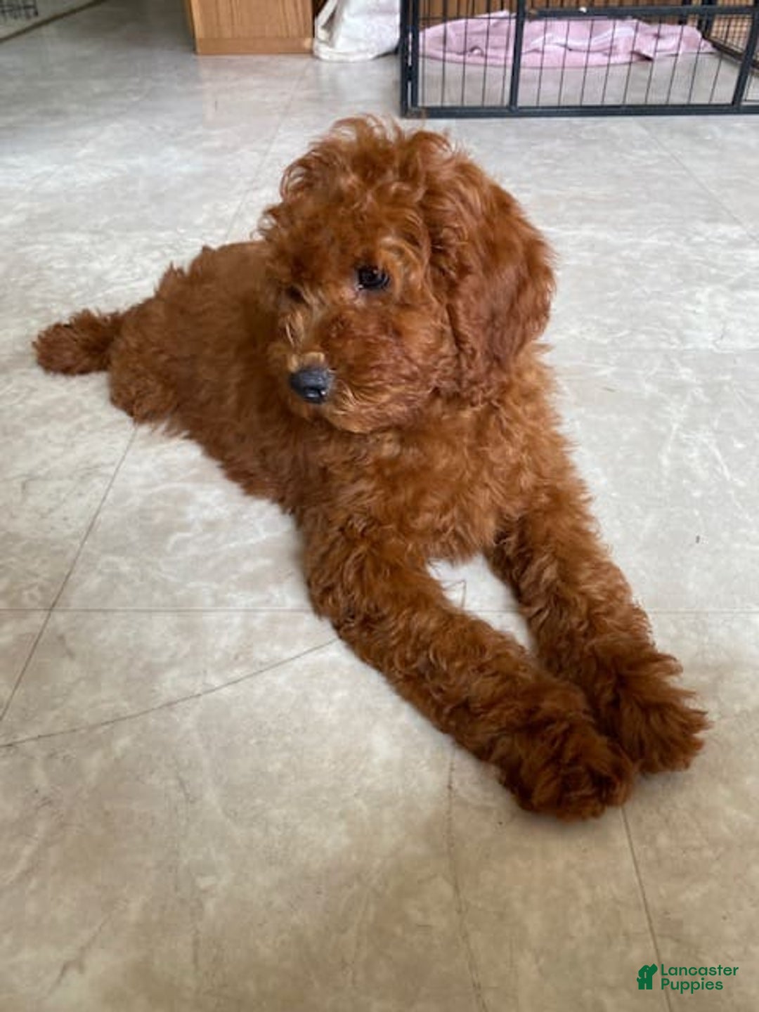 Cavapoo dogs for sale: Olivia - Image 5