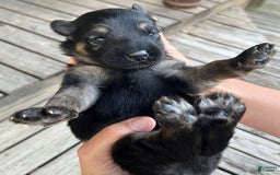 German Shepherd dogs for sale: Boy - Image 7
